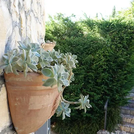 Flora *